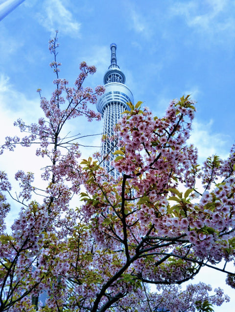 Il Sake della primavera